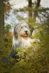 Naklejka na ściany i meble Bearded collie is begging in the forest. It is autumn portret.