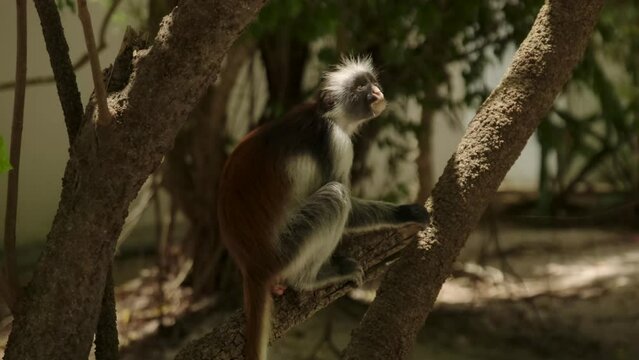 Red Colobus monkey high up on the tree branch