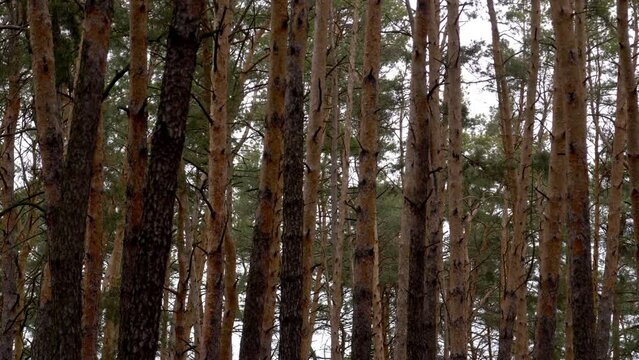 dense pine forest, tree trunks in early spring or late autumn on a cloudy day. Low angle close-up beautiful geometry of dense trees in the forest.