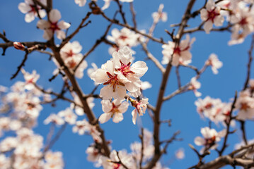 Tree with almond blossoms on a sunny day with blue sky. Spring is coming.