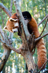 Red panda (Ailurus fulgens) in a tree