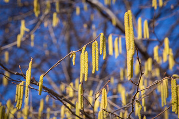 Birch pollen hanging from the tree during spring