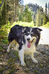 Portrait of border collie is standing in austria nature near to glossglockner.