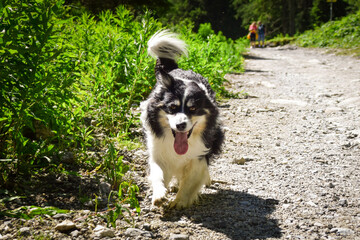 Portrait of border collie is running in austria nature near to glossglockner.