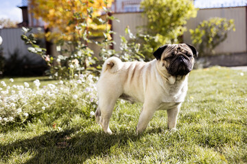 a young beautiful dog of the pug breed walks on the street and runs along the green grass