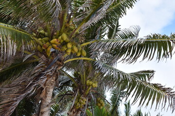 coconut palm tree in costa Maya mexico