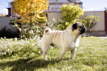 a young beautiful dog of the pug breed walks on the street and runs along the green grass