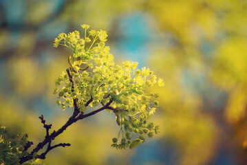 Blooming of maple tree