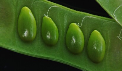 Peas of river tamarind. This peas smelly. 