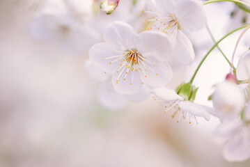 Fototapeta premium Cherry spring flowers