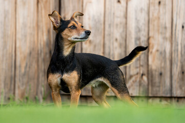 Domestic Pet Animals playing in the backyard and scratching around for toys, showing the comfort and love of a domestic pet and intrigue. 