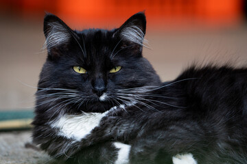Domestic Pet Animals playing in the backyard and scratching around for toys, showing the comfort and love of a domestic pet and intrigue. 