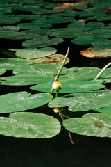yellow water lily in a pond