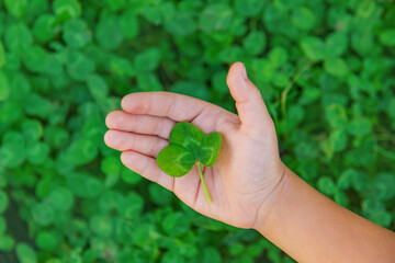 The child holds a clover in his hands. St.Patrick 's Day. Selective focus.