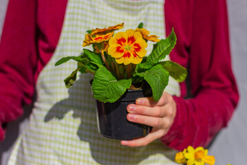 hand hold a flower pot with blooming yellow primrose close up. home gardening, planting and caring for plants