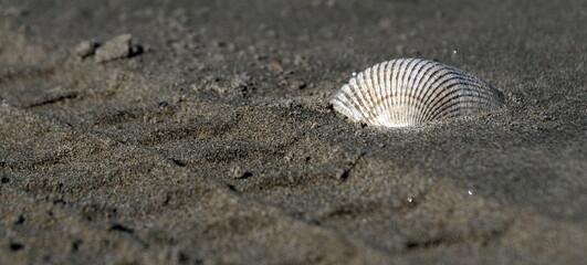 Cockle  clam shell on a sand next to a tire track