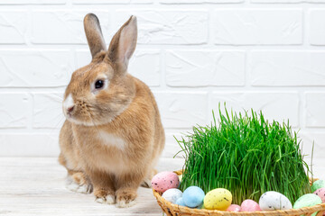 Fluffy Easter Bunny with a basket of painted Easter eggs and green grass against a white brick wall. Selective focus. Easter concept.