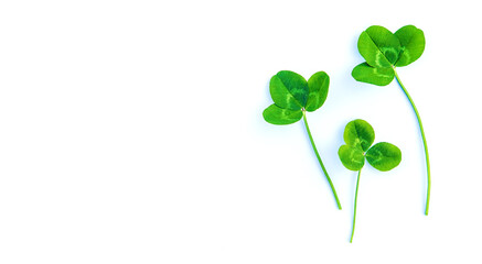 Clover leaves isolate on white background. St.Patrick 's Day. Selective focus.