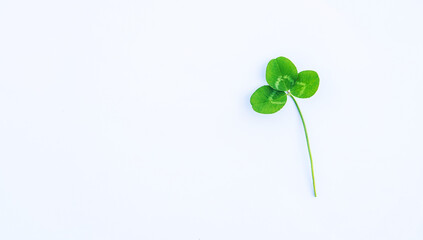 Clover leaves isolate on white background. St.Patrick 's Day. Selective focus.