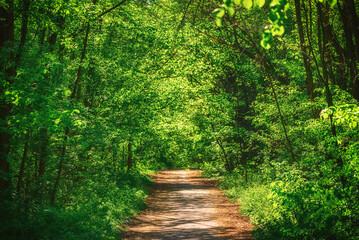 Summer green forest