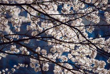 Apricot tree blossoms