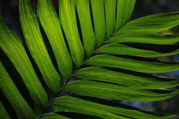 green leaf background