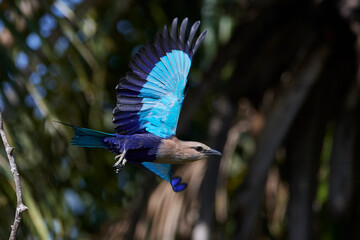 Blue-bellied roller (Coracias cyanogaster)