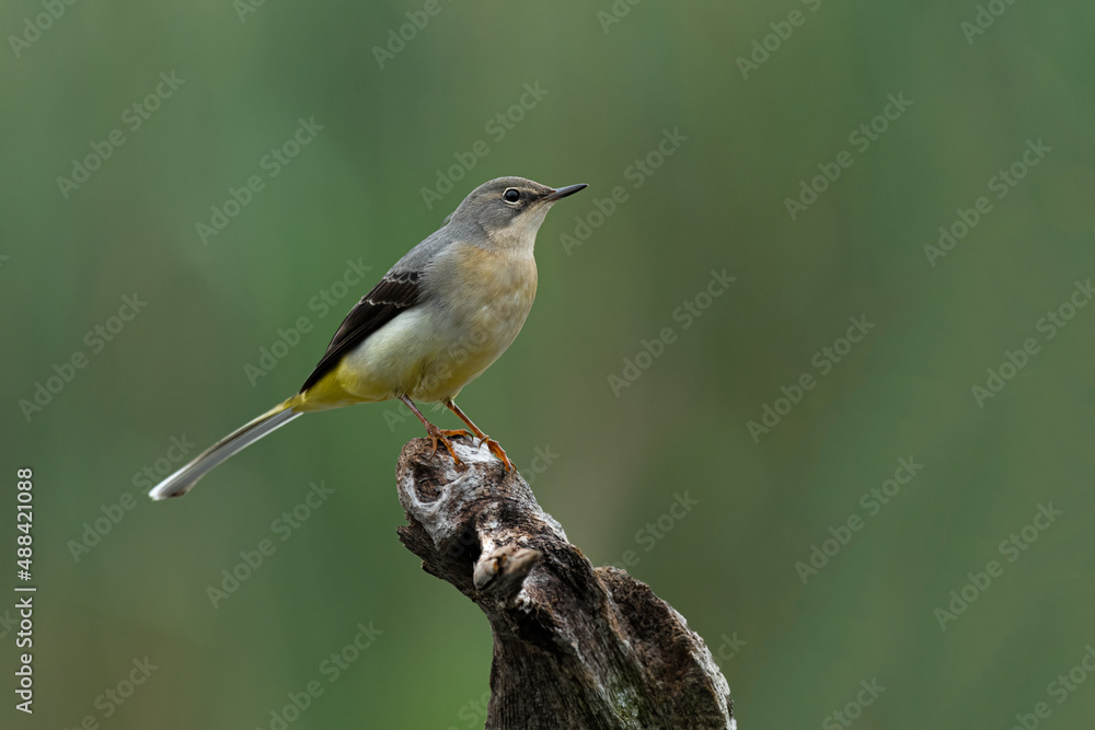 Poster perched on an old tree stump is a grey wagtail. it is set against a natural out of focus background