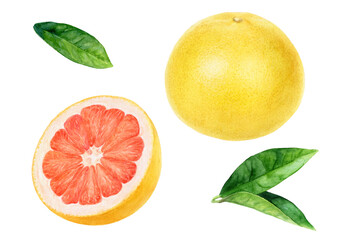 Pink grapefruit details watercolor illustration isolated on white background