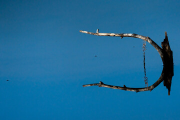 Dead Branch Mirrored in a river of stagnant water showing the beauty in nature when symmetry appears