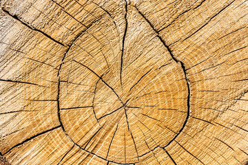 Beautiful wooden fracture old oak, natural texture close up