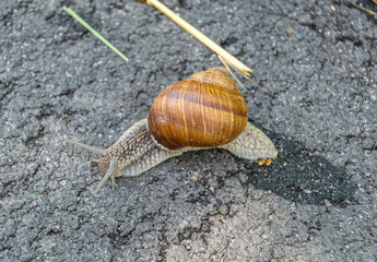 Big garden snail in shell crawling on wet road