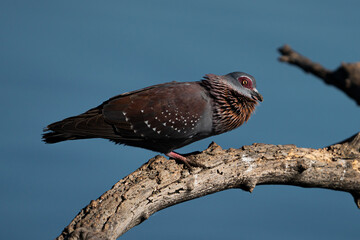 Columba livia domestica, Speckled Pigeon, Rock Pigeon in flight while trying to mate with a female and puffing its self up to make it more attractive.