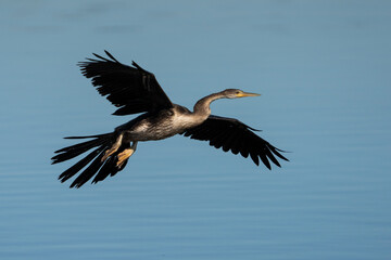 Slangkop Africa Darter in flight getting ready to land in a river lake to dry off and bask in the sun