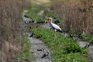 Yellow Billed Stork standing in the road surrounded by crowned plovers at a nature reserve in South Africa