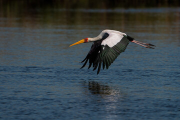 Yellow Billed Stork in flight spread wing over a body of water or lake river in a nature reserve in South Africa