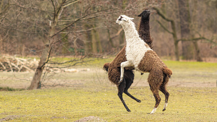 Alpaka © Lothar.Photo