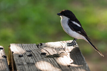 very tame Southern Fiscal Shrike sitting on a bench being hand fed cheese at a nature reserve