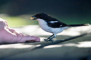 very tame Southern Fiscal Shrike sitting on a bench being hand fed cheese at a nature reserve