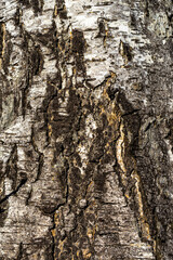texture of the bark of an old birch