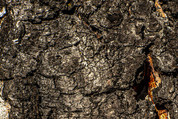 texture of the bark of an old birch