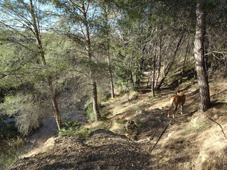 Spanish Forest Rustic Sunset Scene