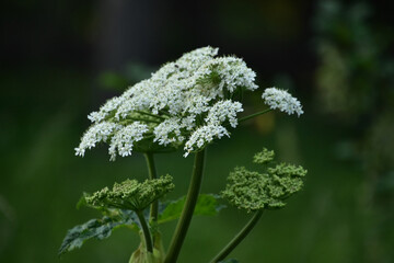 Stunning White Queen Anne's Lace Blossom in the Summer