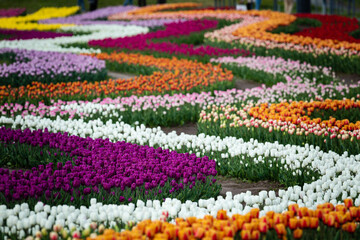 Colorful field of tulips. A bed of tulips in the park. Selective focus.
