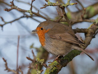 Nahaufnahme eines Rotkehlchens in natürlicher Umgebung, Erithacus rubecula