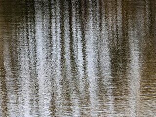 Speigelung von Birkenstämmen auf einem See