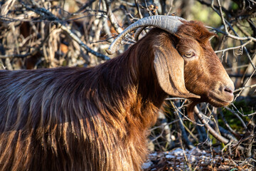 Billy goat at graze portrait. Ruminant mammal animal with backward curving horn and beard.