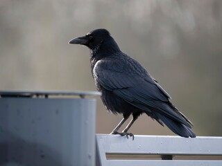 Kolkrabe auf einer Bank hinter einer Mülltonne, 
Corvus corax