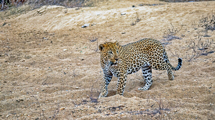 Male African leopard crossing sand river