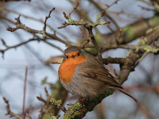 Nahaufnahme eines Rotkehlchens in natürlicher Umgebung, Erithacus rubecula